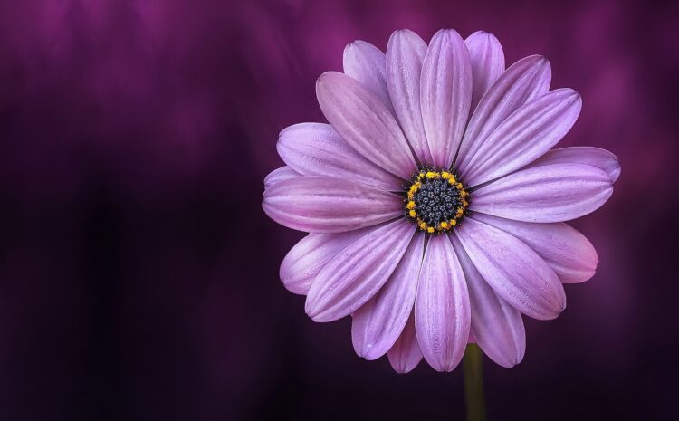  How to Empower the Agent as a Growth Seeker
