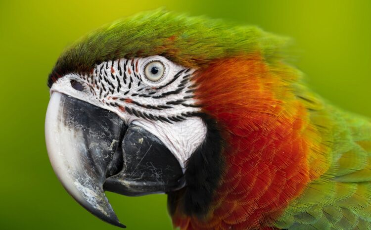  AI-Powered Insurtech Platform Parrot Raises $11 Million in Series A Funding